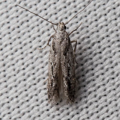 iNaturalist observation photo of Twirler Moths