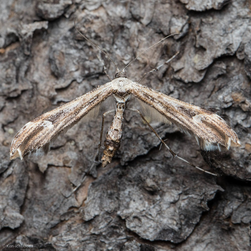 iNaturalist observation photo of Platyptiliini