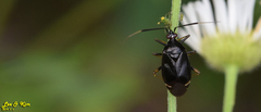 Deraeocoris ater