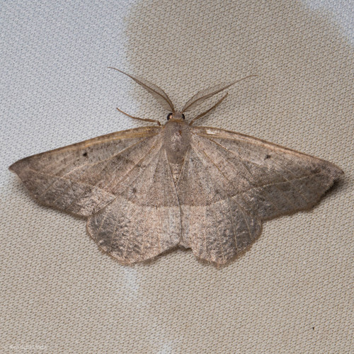 iNaturalist observation photo of Eusarca