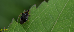 Deraeocoris ater