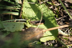 Stenobothrus rubicundulus