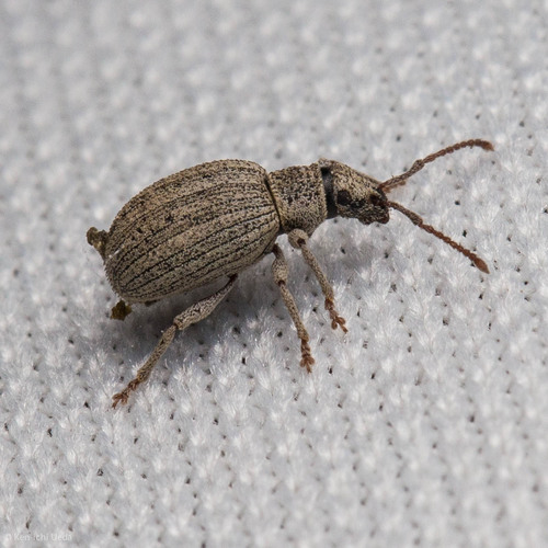 iNaturalist observation photo of Broad-nosed Weevils
