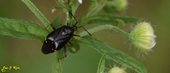 Deraeocoris ater