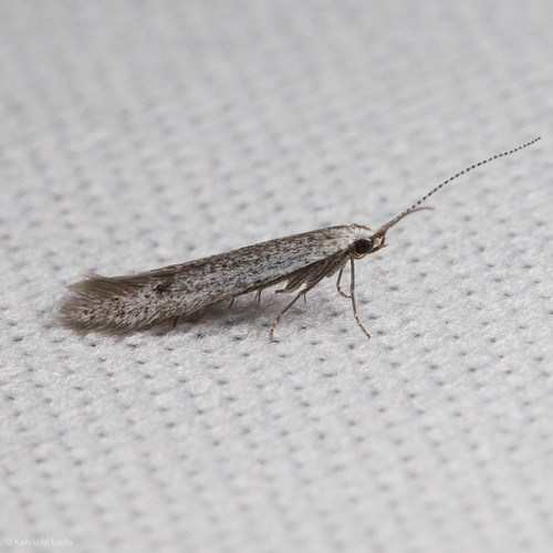 iNaturalist observation photo of Casebearers
