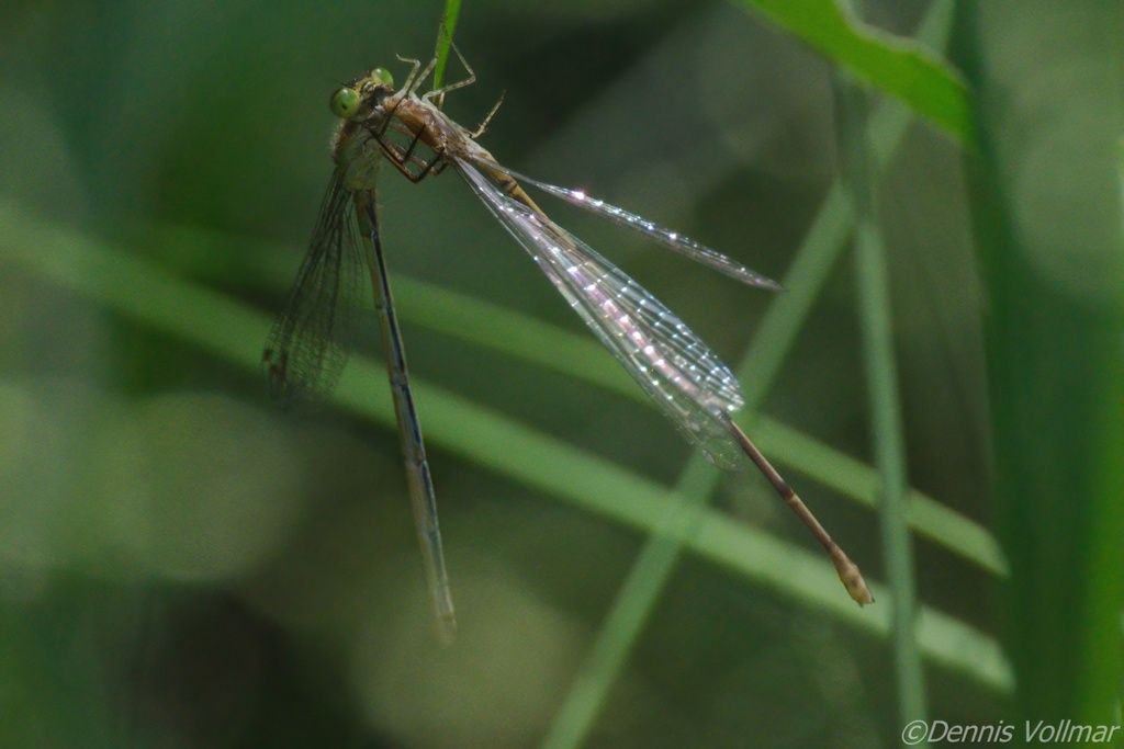 Cream-tipped Swampdamsel