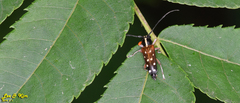 Glenea relicta