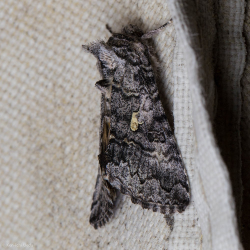 iNaturalist observation photo of Syngrapha celsa