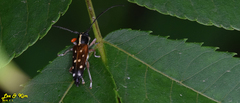 Glenea relicta