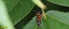 Glenea relicta