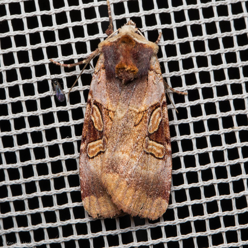 iNaturalist observation photo of Ruby Dart