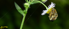 Lasiotrichius succinctus