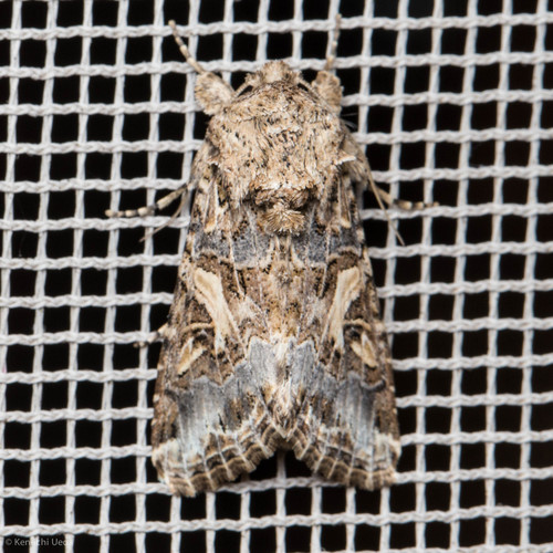 iNaturalist observation photo of Western Yellow-striped Armyworm Moth