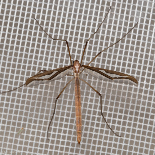 iNaturalist observation photo of Pedicia