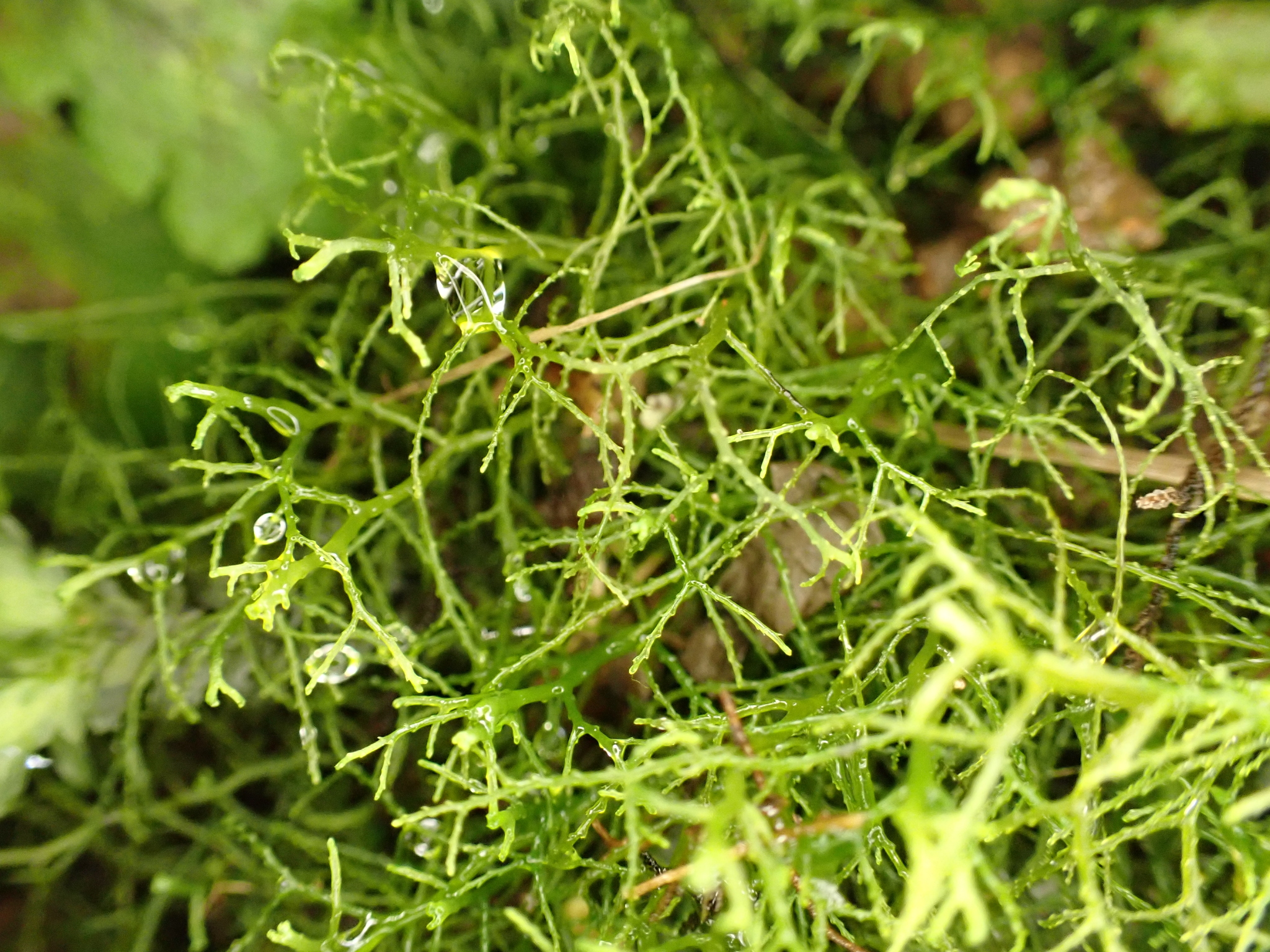 Lepidozia sandvicensis