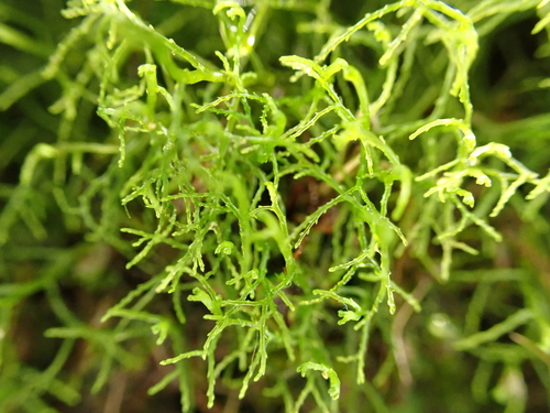Lepidozia sandvicensis