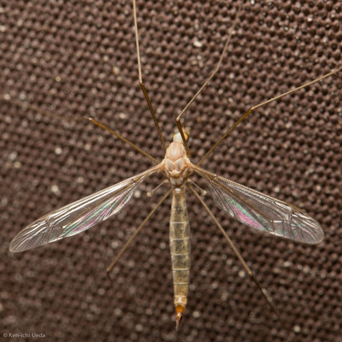 iNaturalist observation photo of Crane Flies