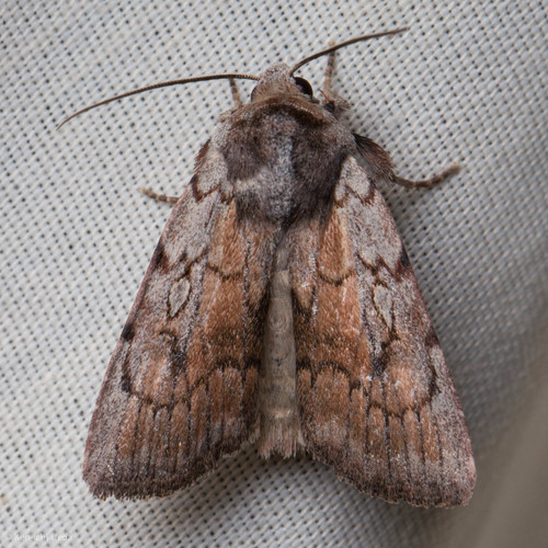 iNaturalist observation photo of Setagrotis pallidicollis