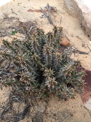 Quaqua mammillaris