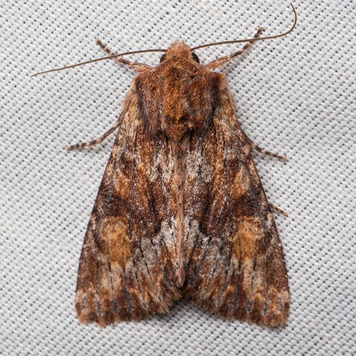 iNaturalist observation photo of Apamea
