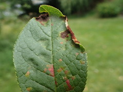 Eriophyes distinguendus