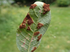 Eriophyes distinguendus
