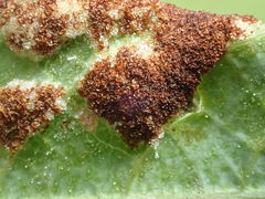 Eriophyes distinguendus