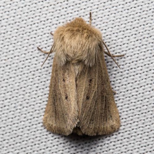 iNaturalist observation photo of Wandering Tiger Moth