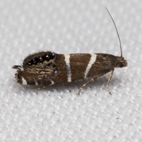 iNaturalist observation photo of Glyphipterix bifasciata
