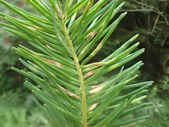 Contarinia pseudotsugae