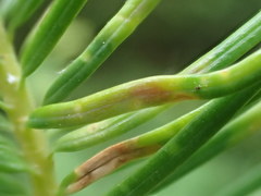 Contarinia pseudotsugae