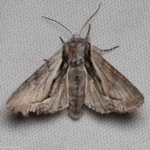 iNaturalist observation photo of Owlet Moths and Allies
