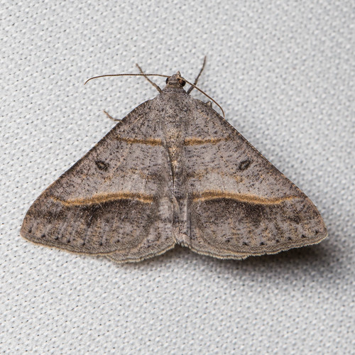 iNaturalist observation photo of Dark-bordered Granite