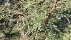 Vachellia natalitia