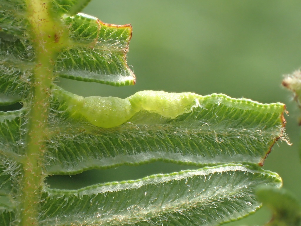 Dasineura pteridicola