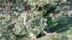 Vachellia natalitia
