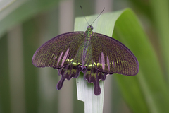 Papilio hermosanus