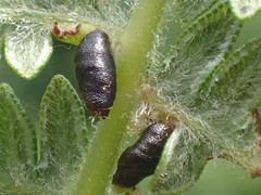Dasineura pteridis