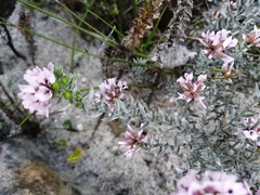 Amphithalea ericifolia ericifolia