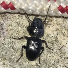 Dixus clypeatus