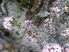 Amphithalea ericifolia ericifolia