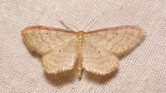 Idaea humiliata