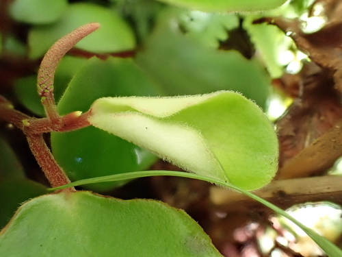Peperomia latifolia observed 2024-09-23