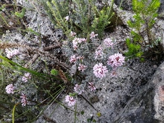 Amphithalea ericifolia ericifolia