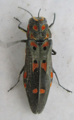Agrilus sexguttatus