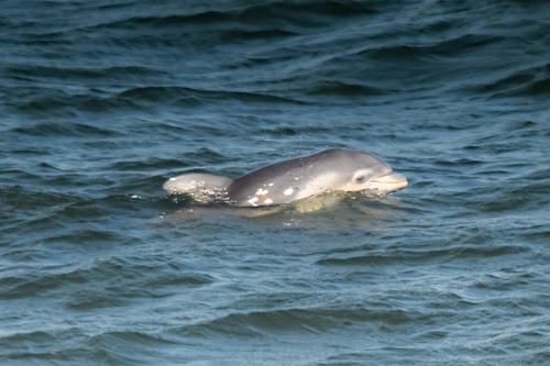 Tamanend's Bottlenose Dolphin photographed in South Carolina