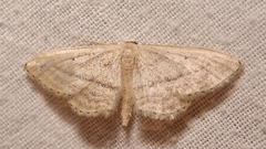 Idaea mediaria
