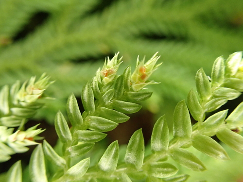 Selaginella arbuscula observed 2024-09-23