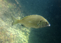 Acanthopagrus schlegelii