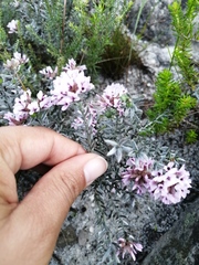 Amphithalea ericifolia ericifolia